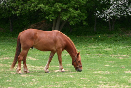 viande_cheval