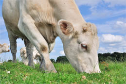 Ce qu’implique un élevage Bio