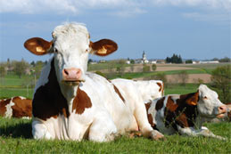 Le produit du terroir à la mode