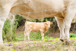 Le veau de boucherie et son cadre de vie