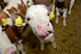 La France, toujours première productrice de viande de veau