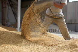 Du mash pour quels types d’animaux ?