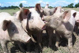 L&rsquo;engraissement des porcs